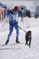 Lenk 2013